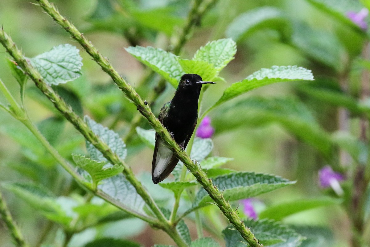 Black-bellied Hummingbird - ML129448341