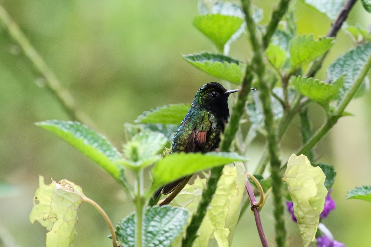 Black-bellied Hummingbird - ML129448421