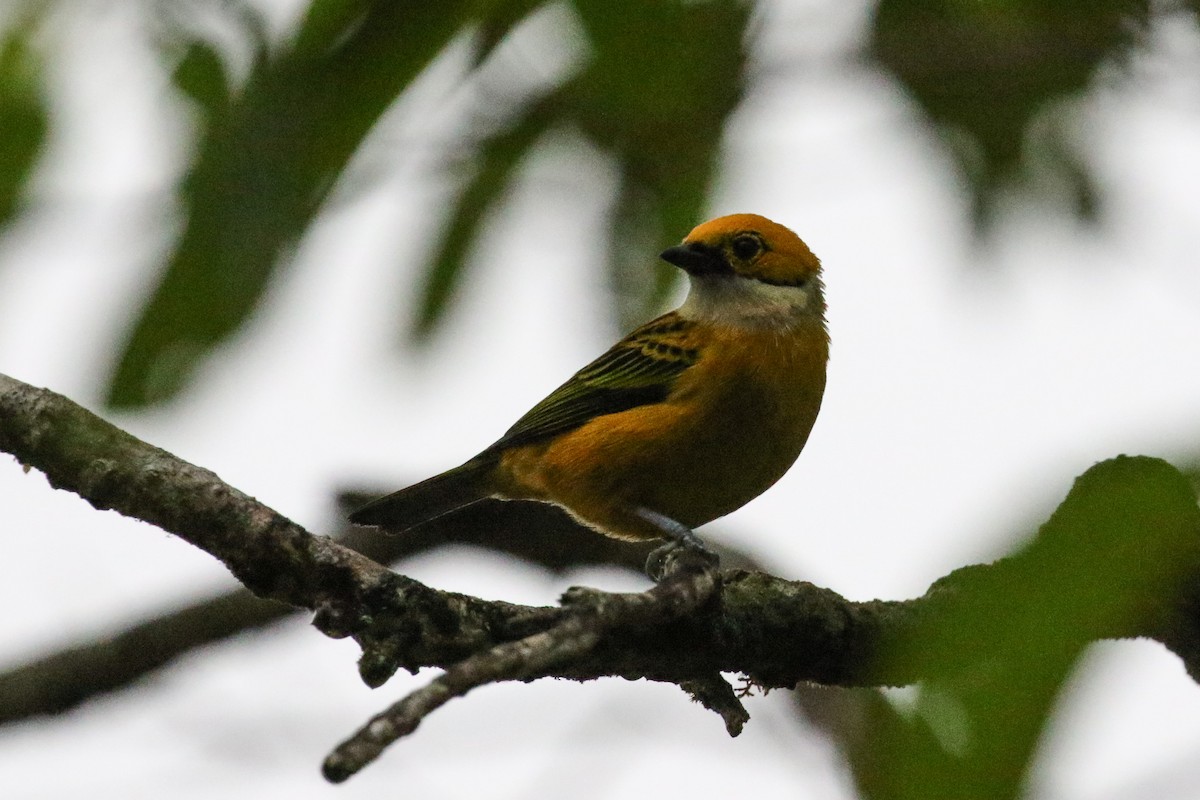Silver-throated Tanager - ML129448981