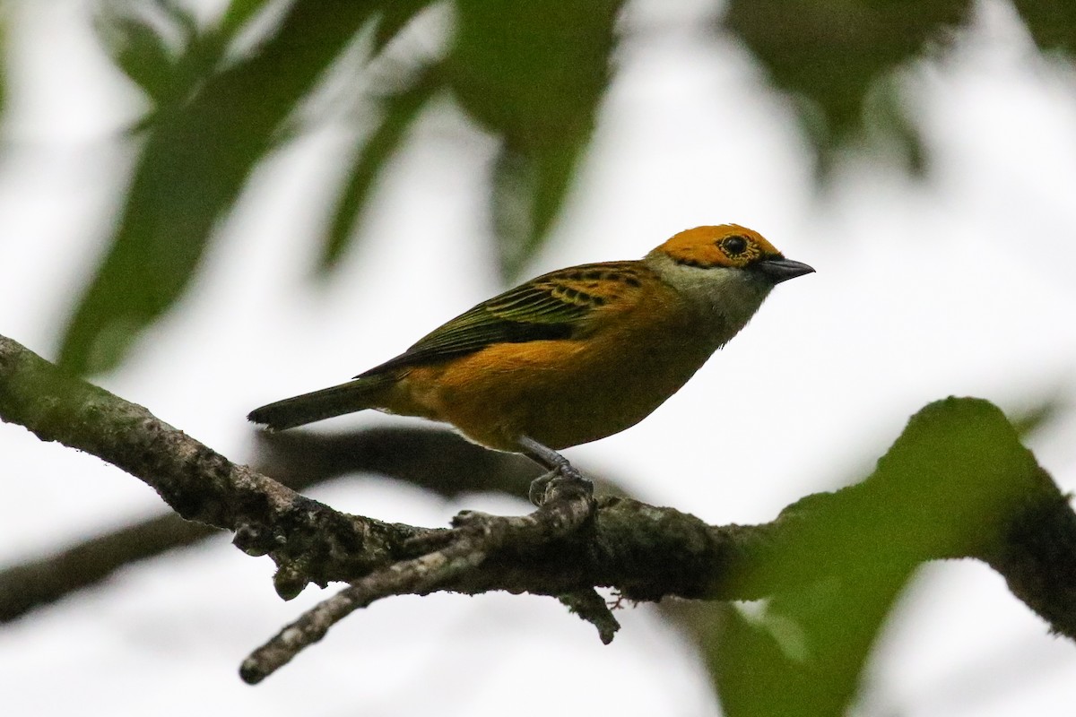 Silver-throated Tanager - ML129448991