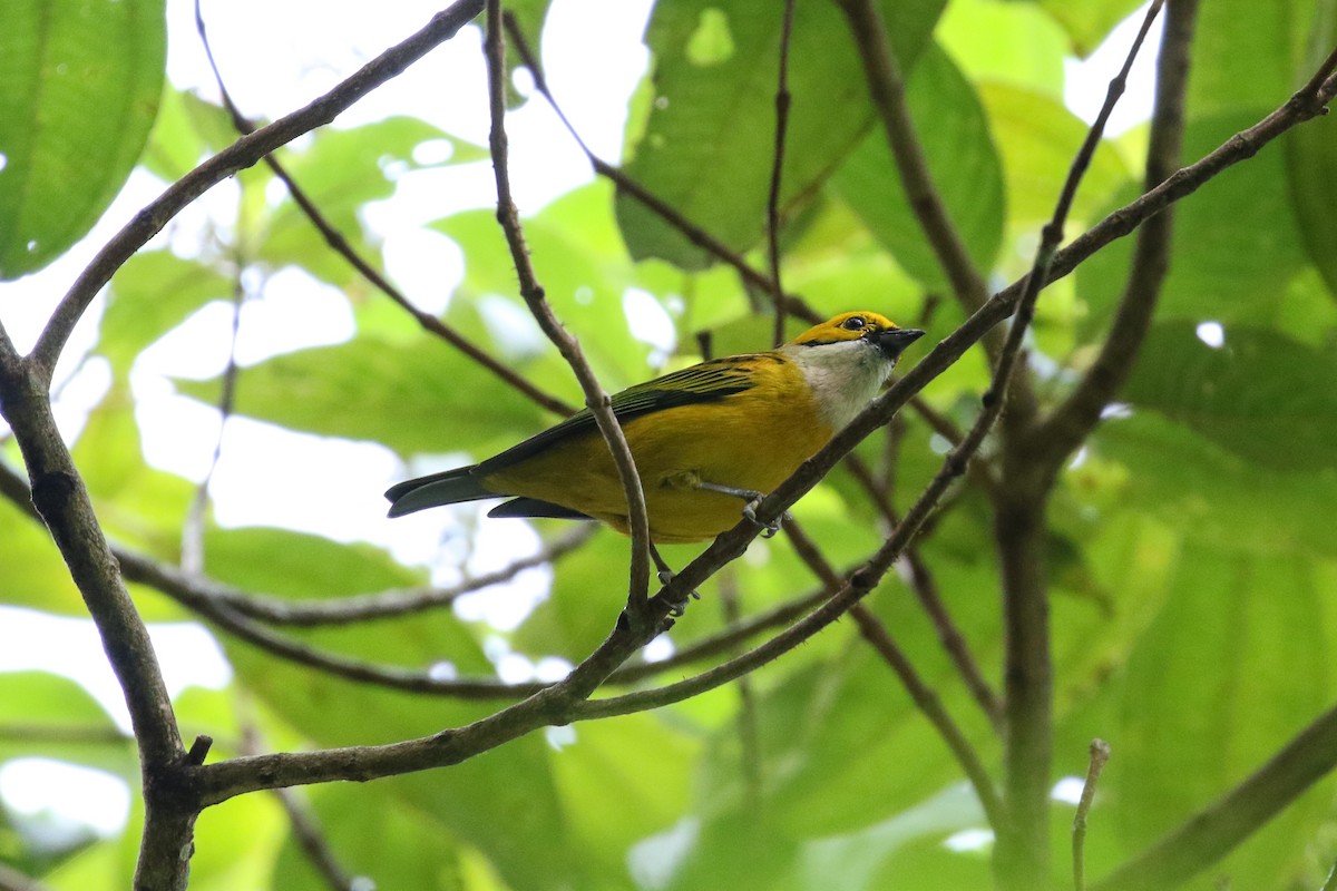 Silver-throated Tanager - ML129449011