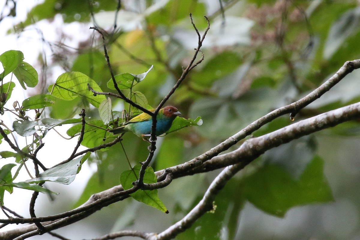 Bay-headed Tanager - ML129449071