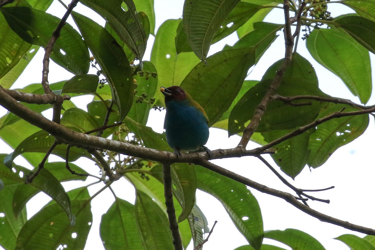 Bay-headed Tanager - ML129449081