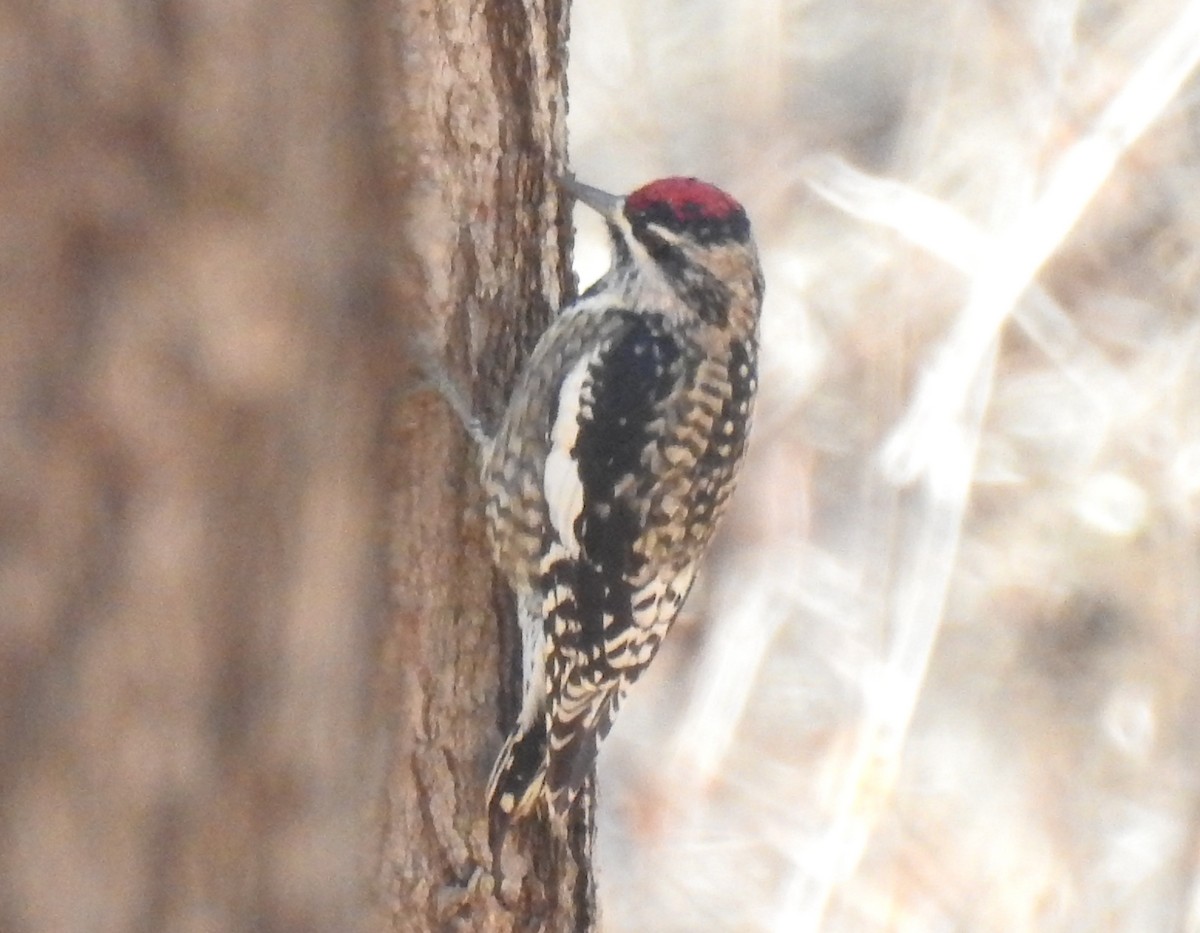 Yellow-bellied Sapsucker - Mike Thelen
