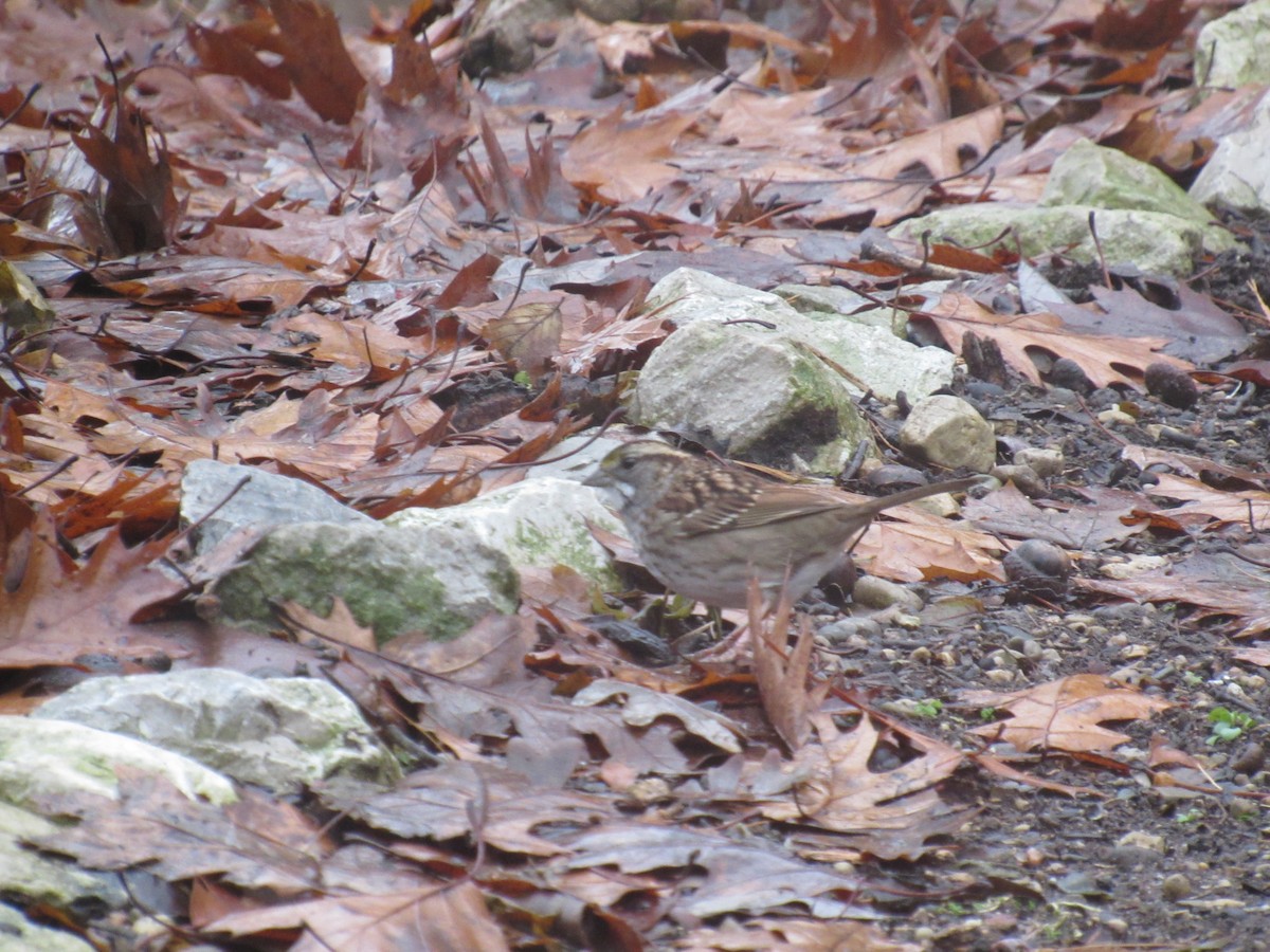 White-throated Sparrow - ML129456091