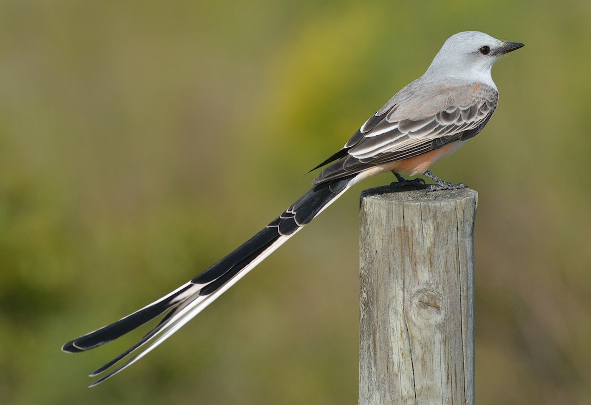 Scissor-tailed Flycatcher - Jay Wherley