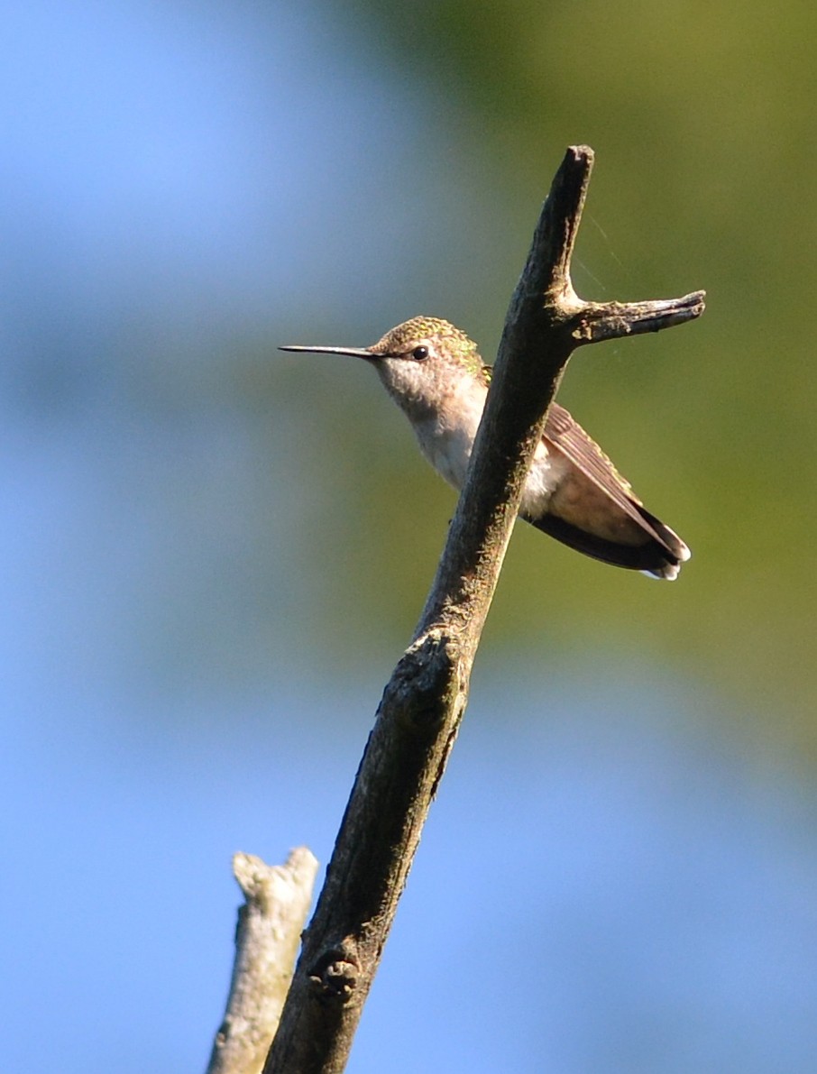 Ruby-throated Hummingbird - Jay Wherley