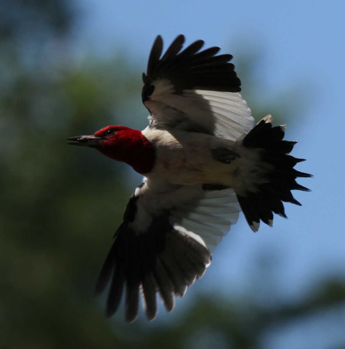 Red-headed Woodpecker - ML129460991