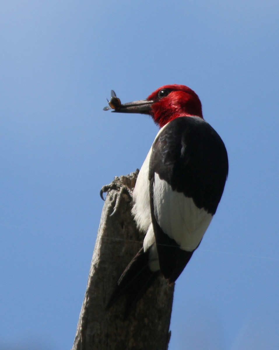 Red-headed Woodpecker - ML129461021