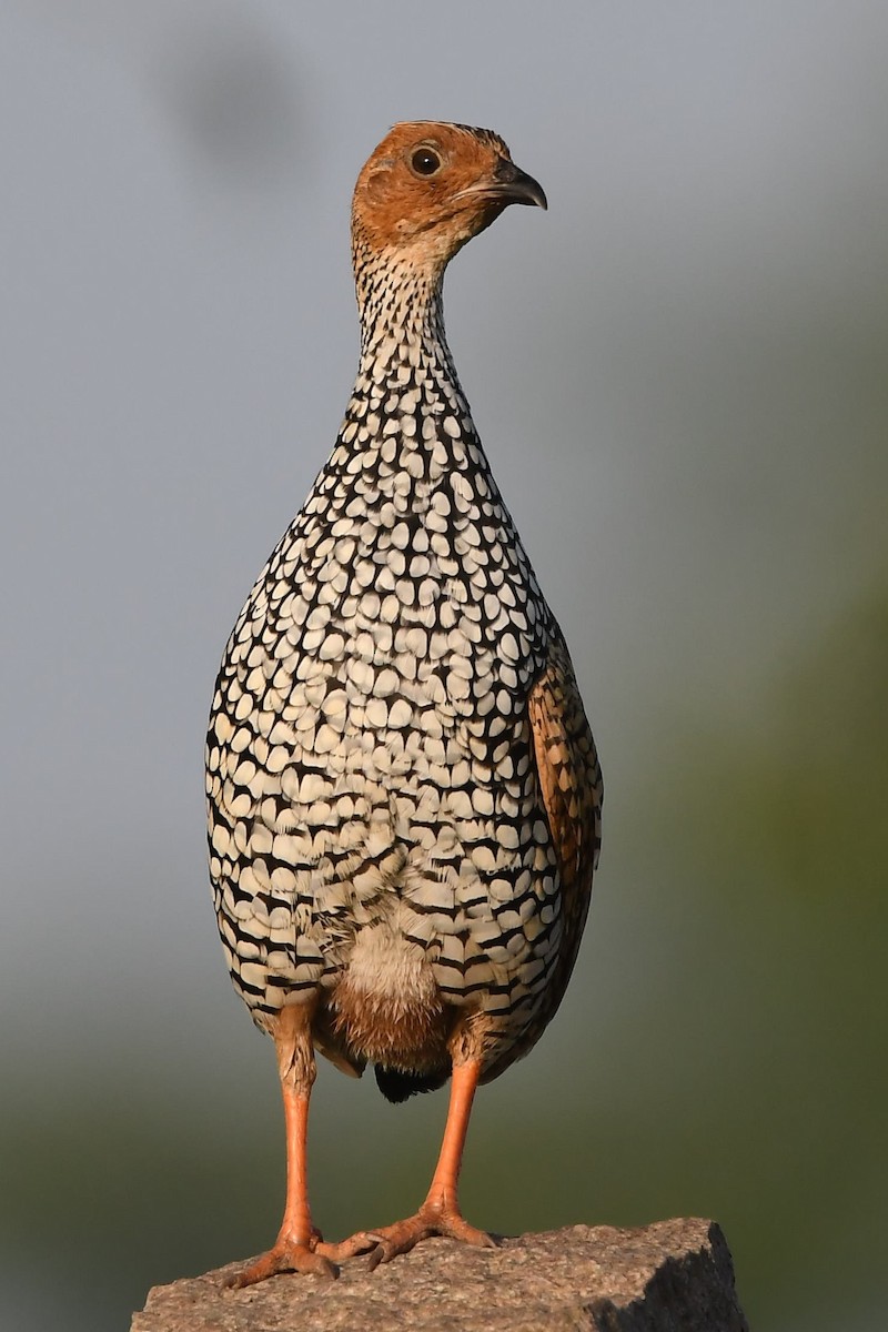 Painted Francolin - ML129463281