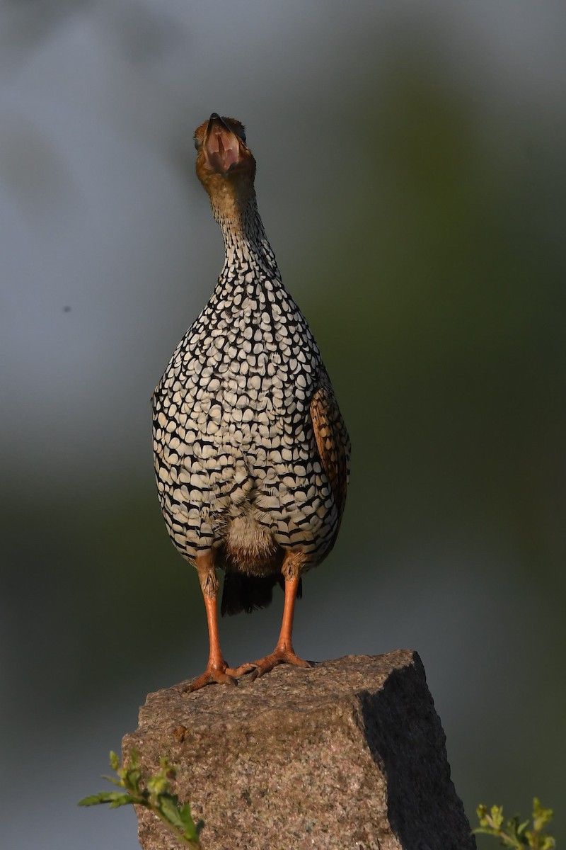 Painted Francolin - ML129463321
