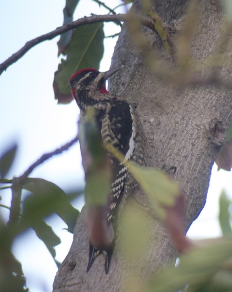 Red-naped Sapsucker - Andre Moncrieff