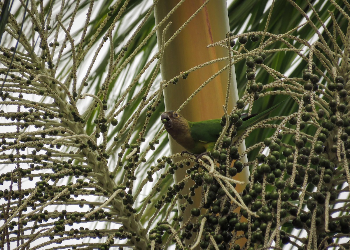 Brown-throated Parakeet - ML129465041