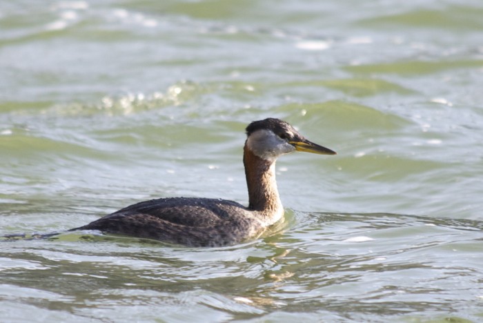 Red-necked Grebe - ML129465581