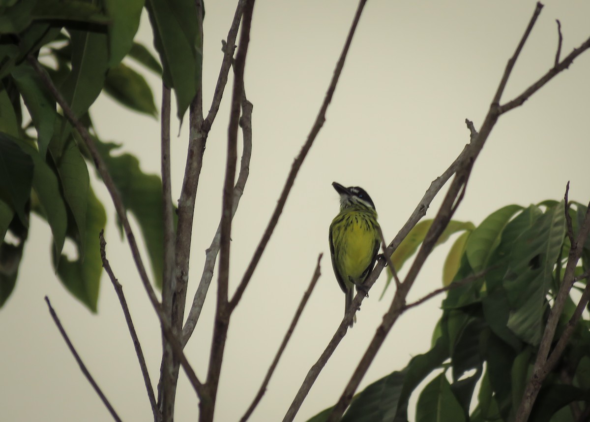 Painted Tody-Flycatcher - ML129466321