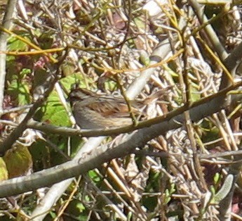 Swamp Sparrow - ML129467101