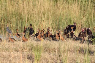 Fulvous Whistling-Duck, ML129472401