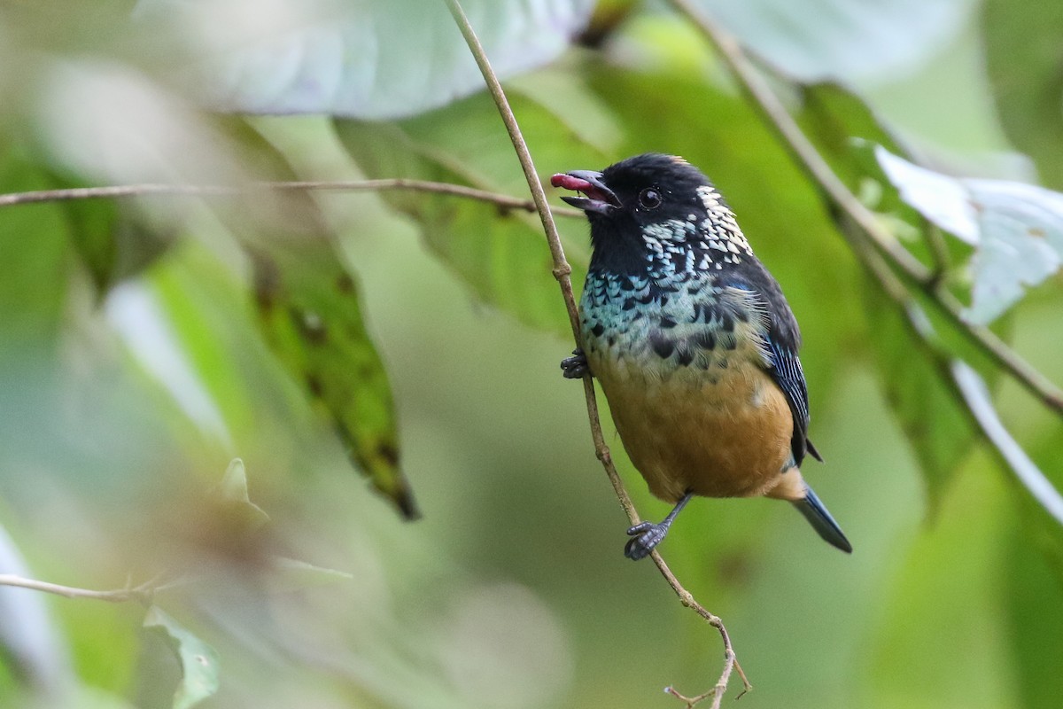 Spangle-cheeked Tanager - ML129473221
