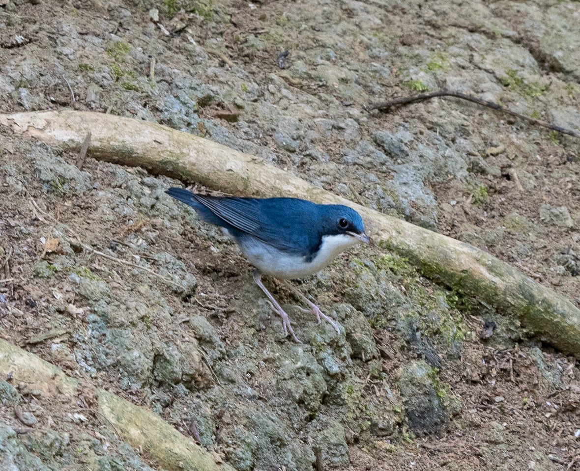 Siberian Blue Robin - ML129477761