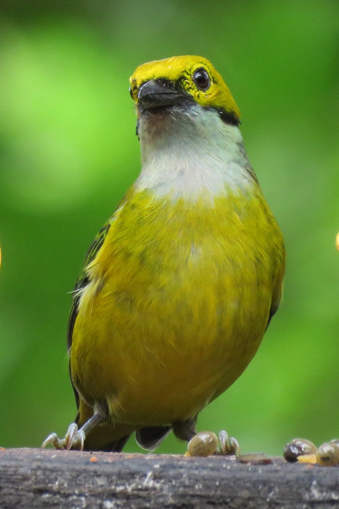 Silver-throated Tanager - ML129481891
