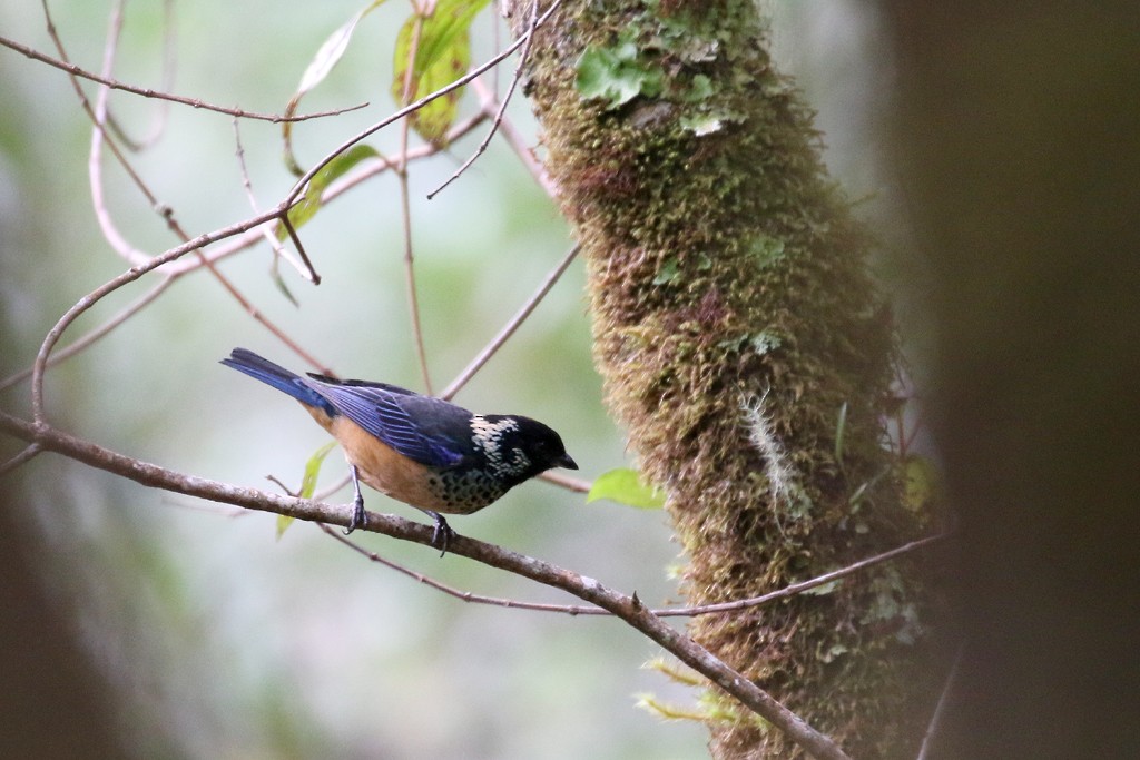 Spangle-cheeked Tanager - ML129481971