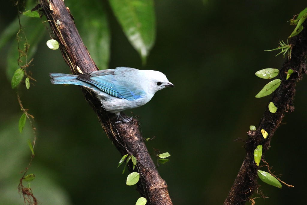 Blue-gray Tanager - ML129482031