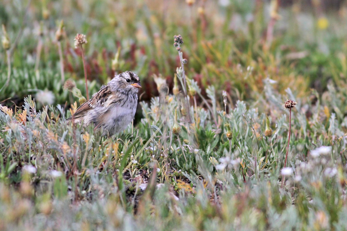 White-crowned Sparrow - Johanna Beam