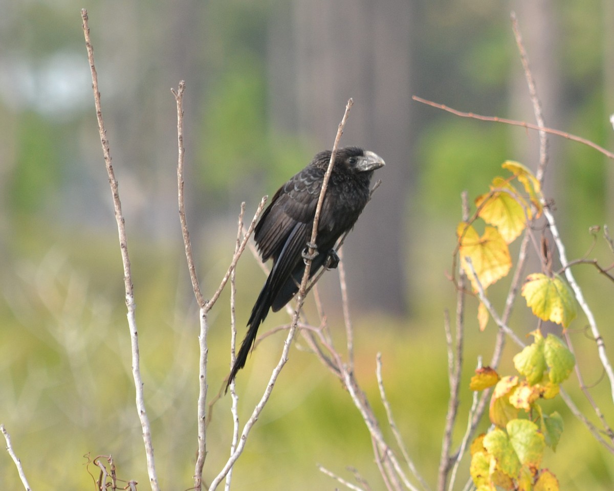 eBird Checklist - 17 Dec 2018 - Guana River WMA - 40 species