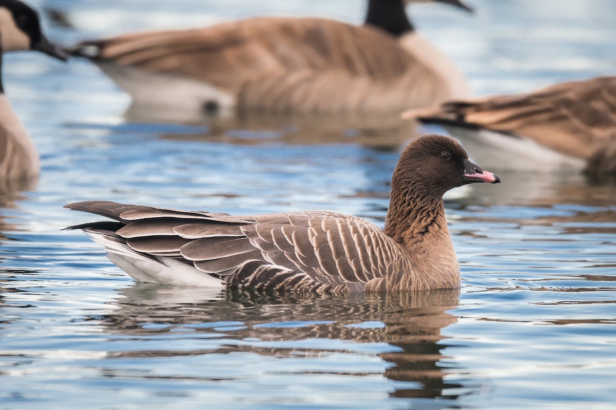 Pink-footed Goose - Cameron Carver