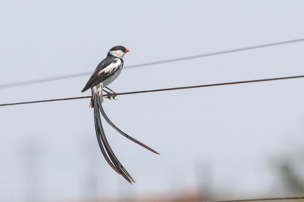 Pin-tailed Whydah - ML129494281