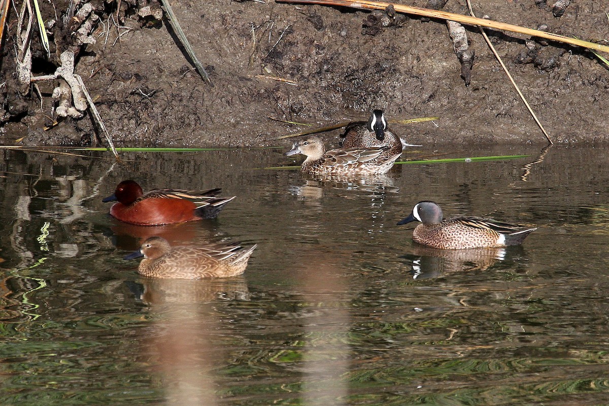Blue-winged Teal - ML129494821