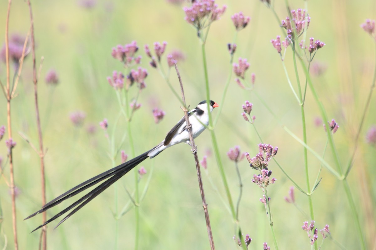 Pin-tailed Whydah - ML129494831