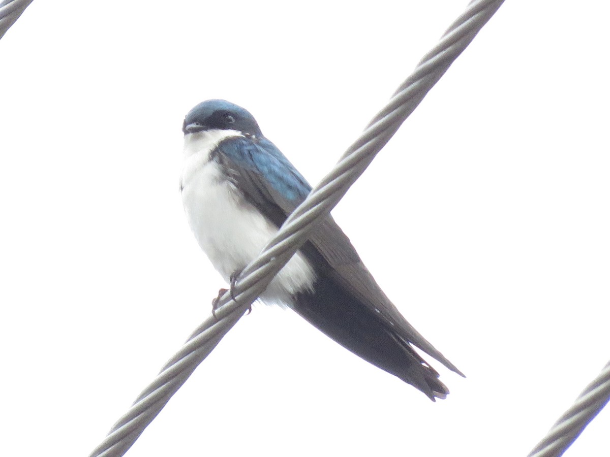 Blue-and-white Swallow - Malcom Moniz