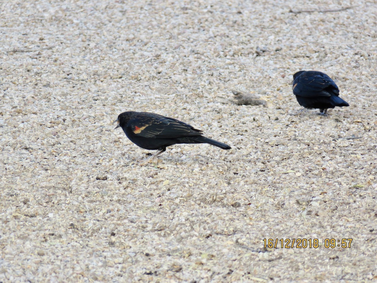 Red-winged Blackbird - John Reed
