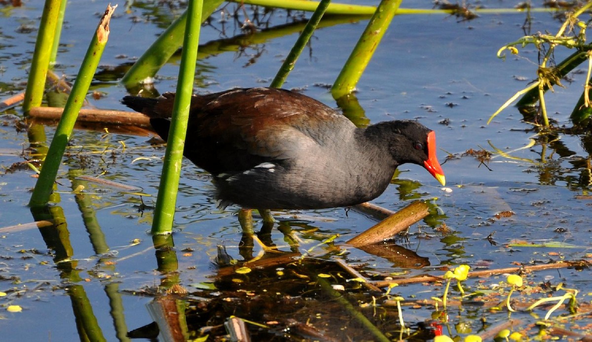 Common Gallinule - James Armstrong