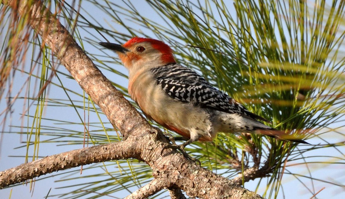 Red-bellied Woodpecker - ML129497661