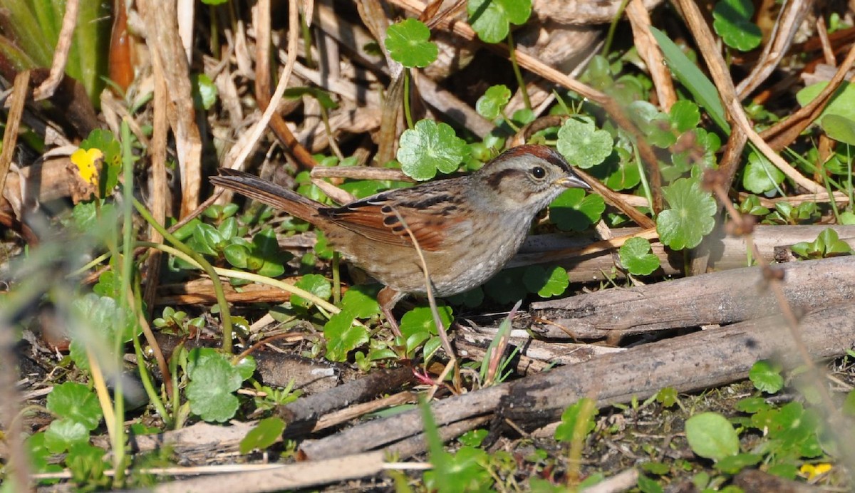 Swamp Sparrow - ML129497791
