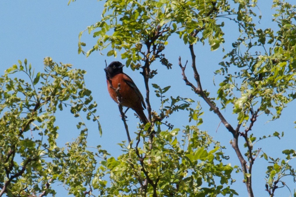 Orchard Oriole - ML129497891