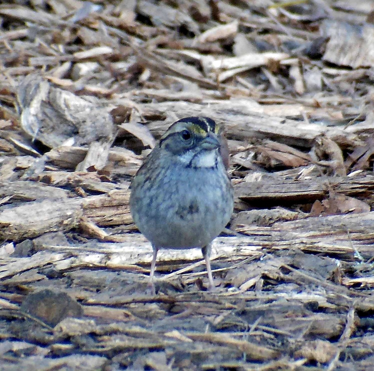 White-throated Sparrow - ML129499141