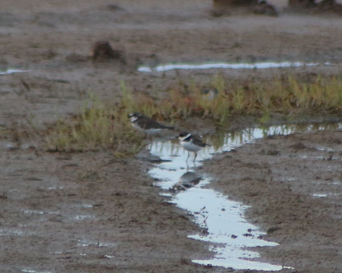 Semipalmated Plover - ML129501611