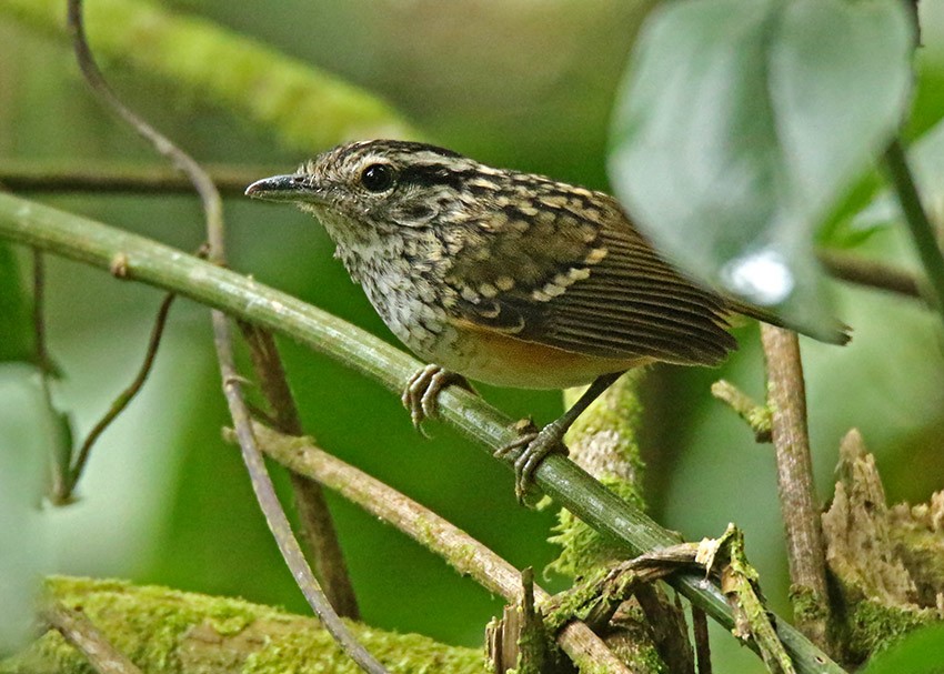 Peruvian Warbling-Antbird - Roger Ahlman