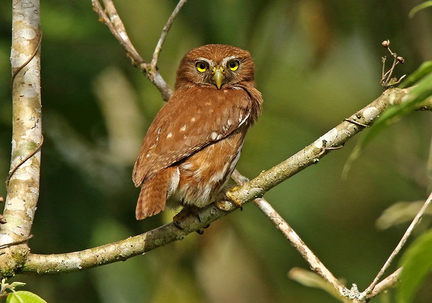 Ferruginous Pygmy-Owl - Roger Ahlman