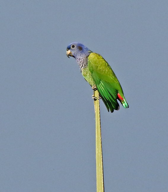 Blue-headed Parrot (Blue-headed) - Roger Ahlman
