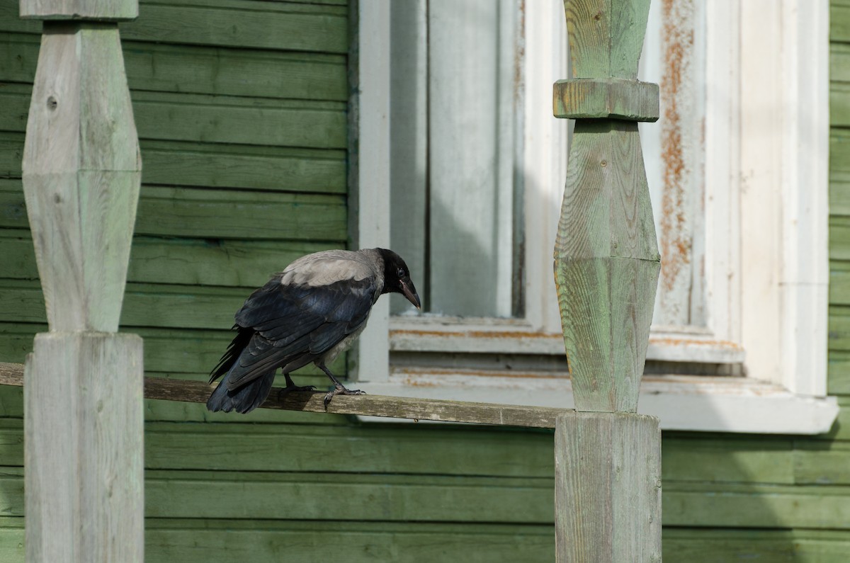 Hooded Crow - ML129505901