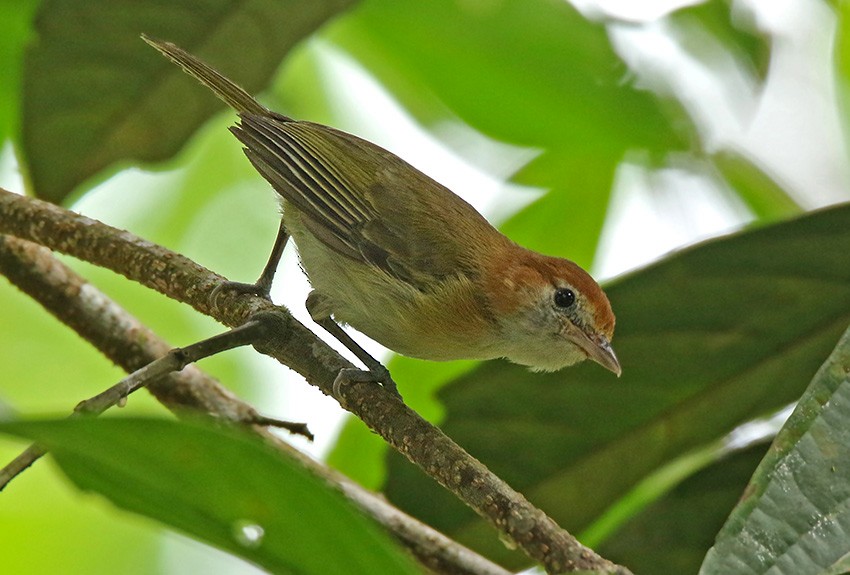 Rufous-naped Greenlet - ML129506181