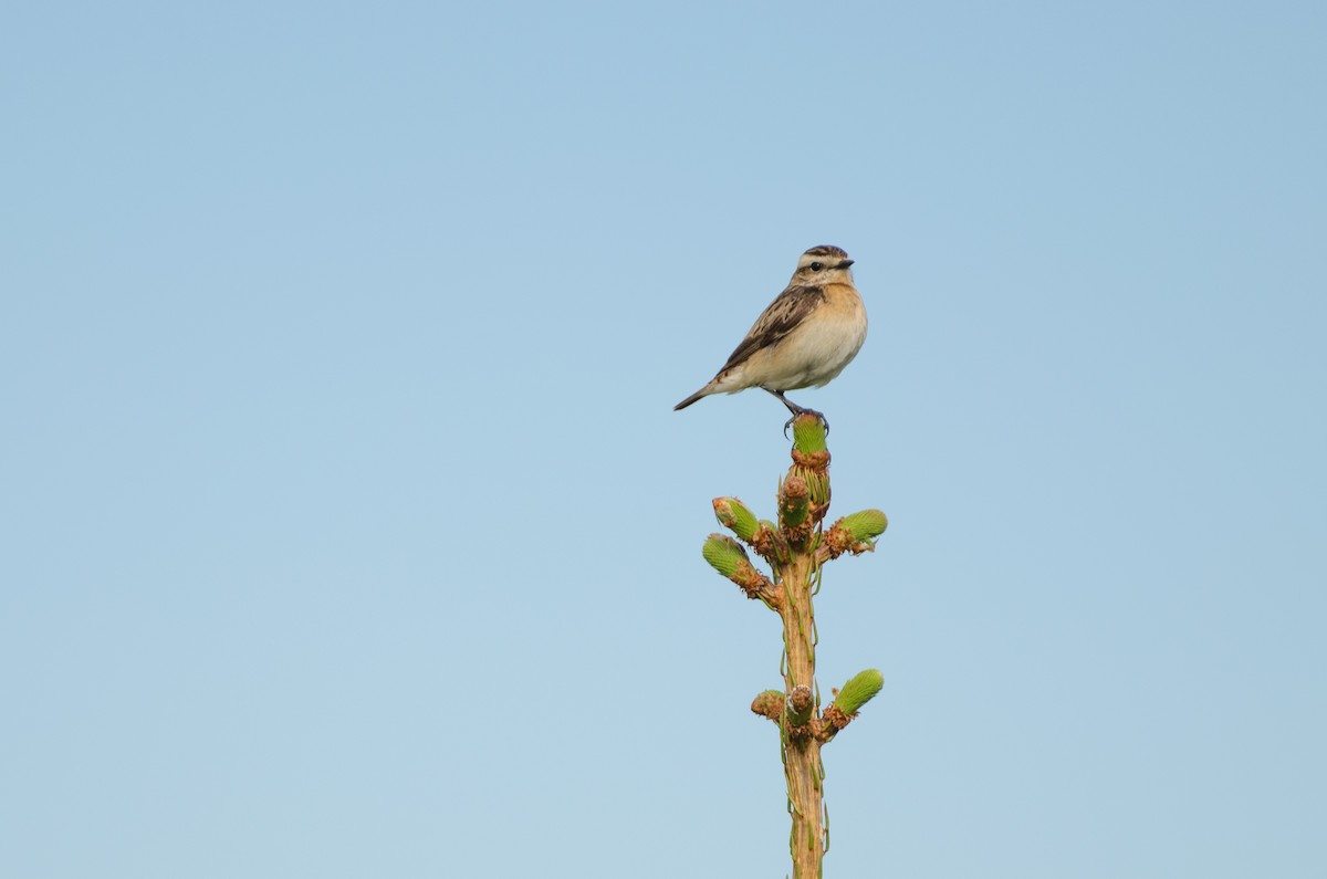 Whinchat - ML129506271
