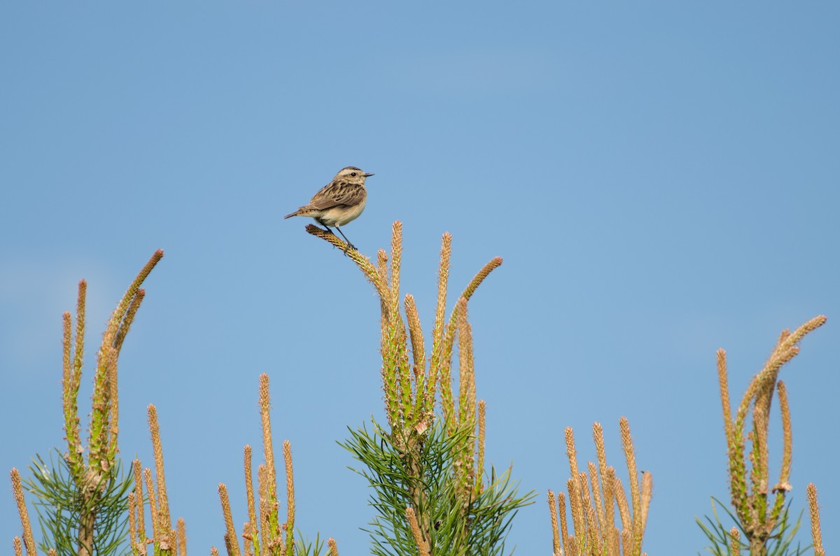 Whinchat - ML129506311