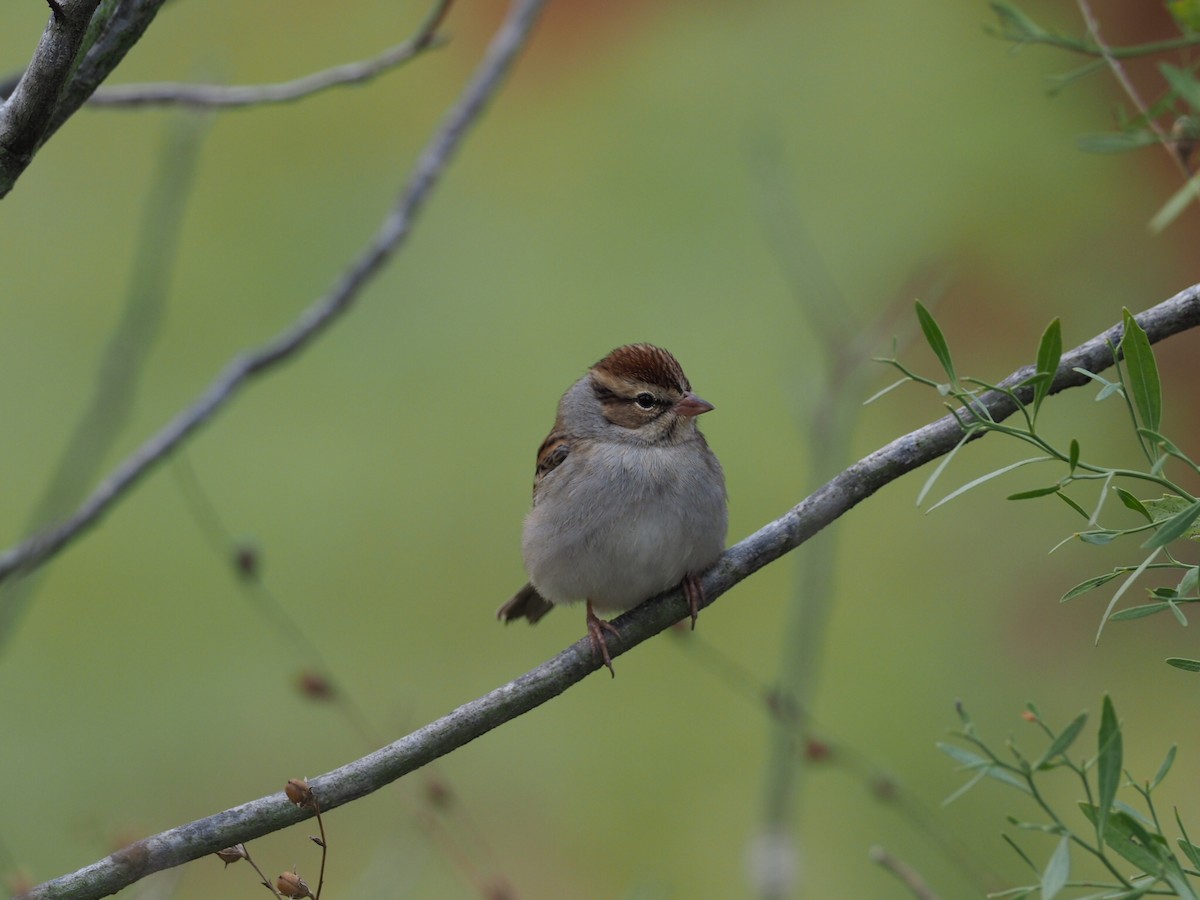 Chipping Sparrow - Cin-Ty Lee