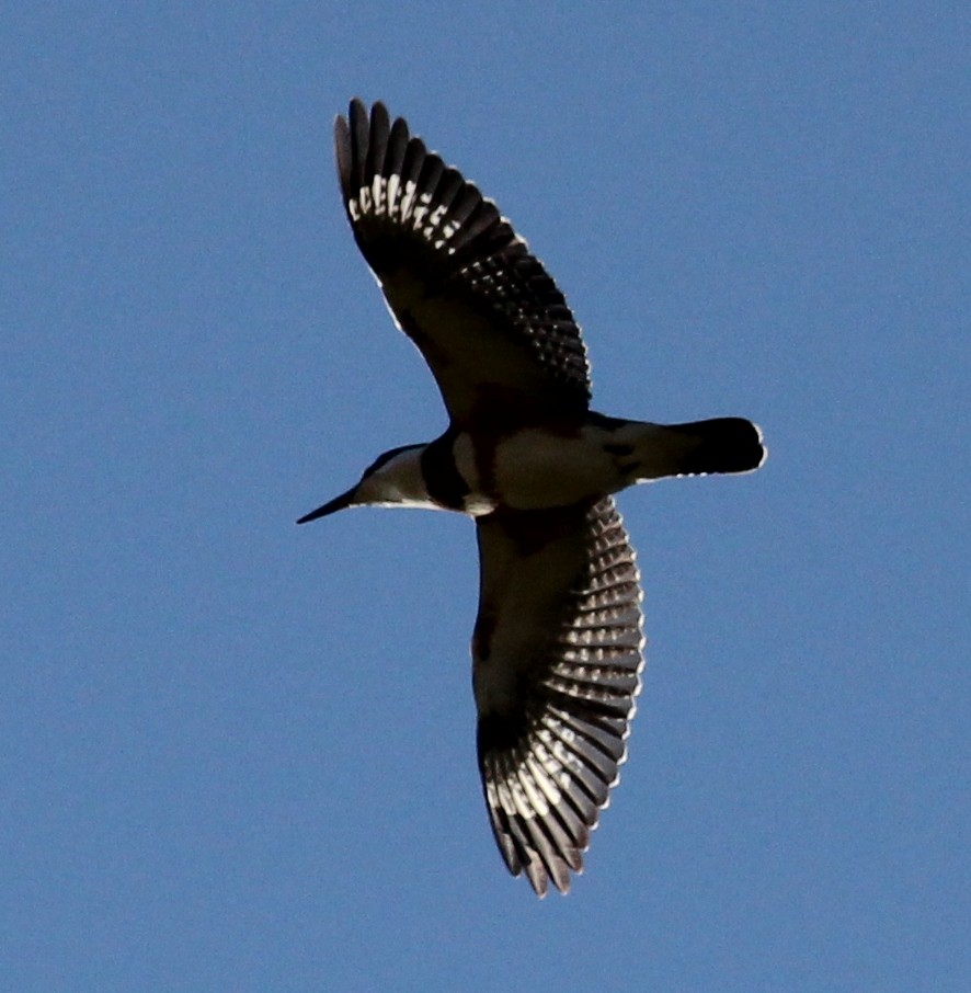 Belted Kingfisher - ML129514181