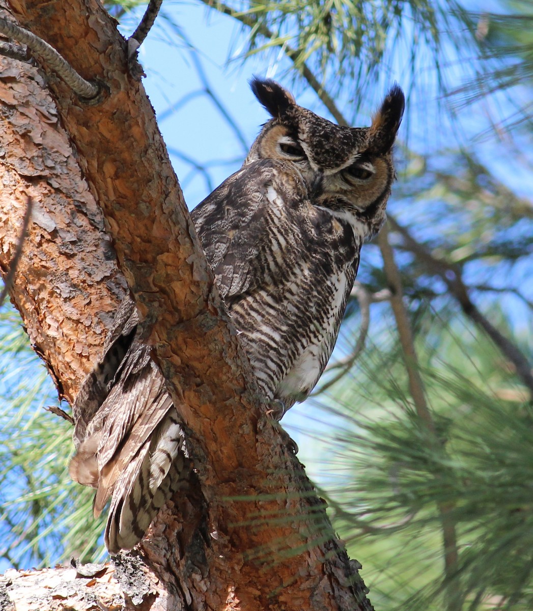Great Horned Owl - ML129515791